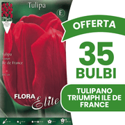 OFFERTA 35 BULBI TULIPANO TRIUMPH ILE DE FRANCE