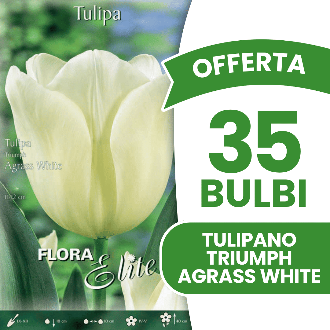 OFFERTA 35 BULBI TULIPANO TRIUMPH AGRASS WHITE