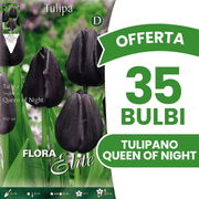 OFFERTA 35 BULBI TULIPANO QUEEN OF NIGHT
