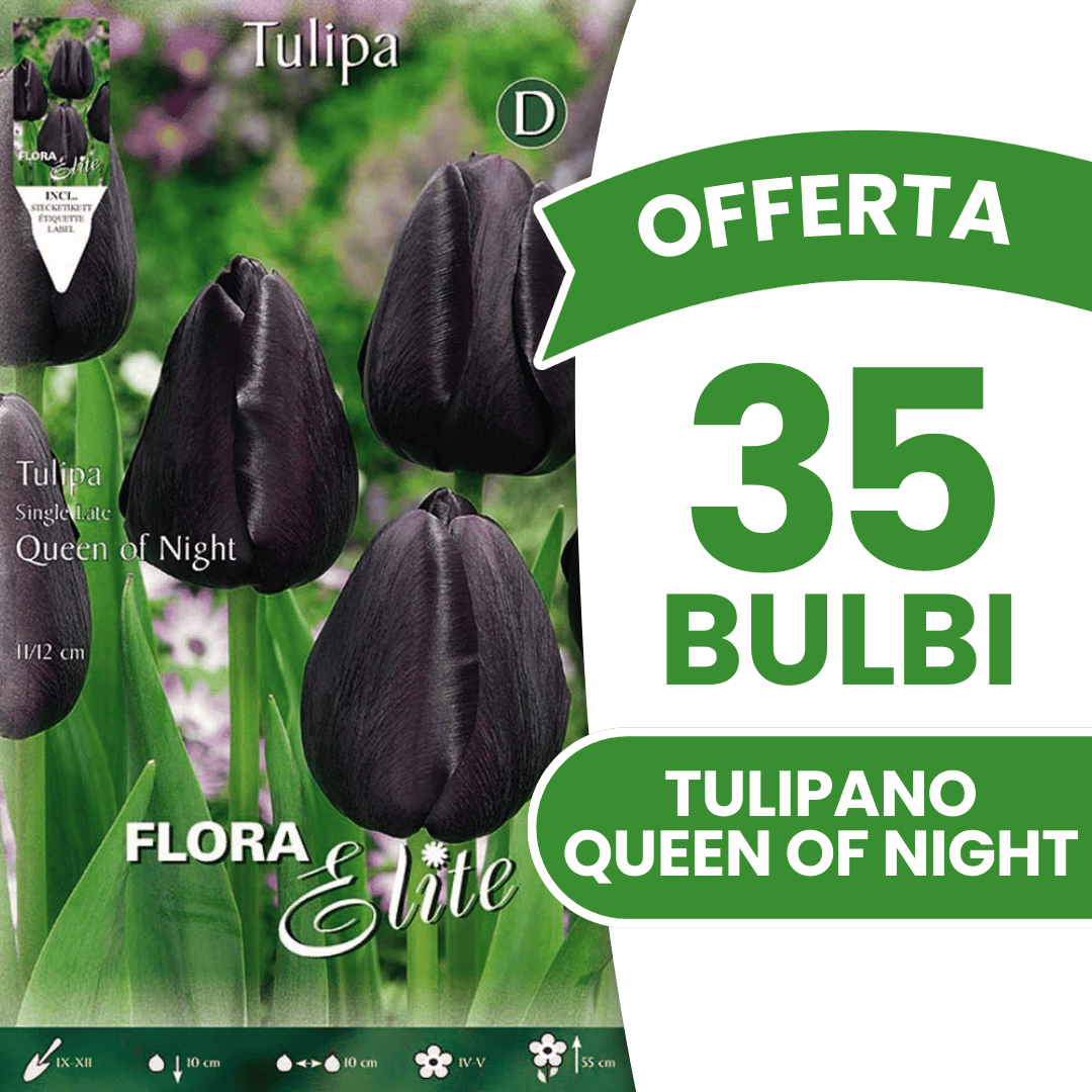 OFFERTA 35 BULBI TULIPANO QUEEN OF NIGHT