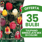 OFFERTA 35 BULBI TULIPANO SINGLE LATE MIX DI COLORI