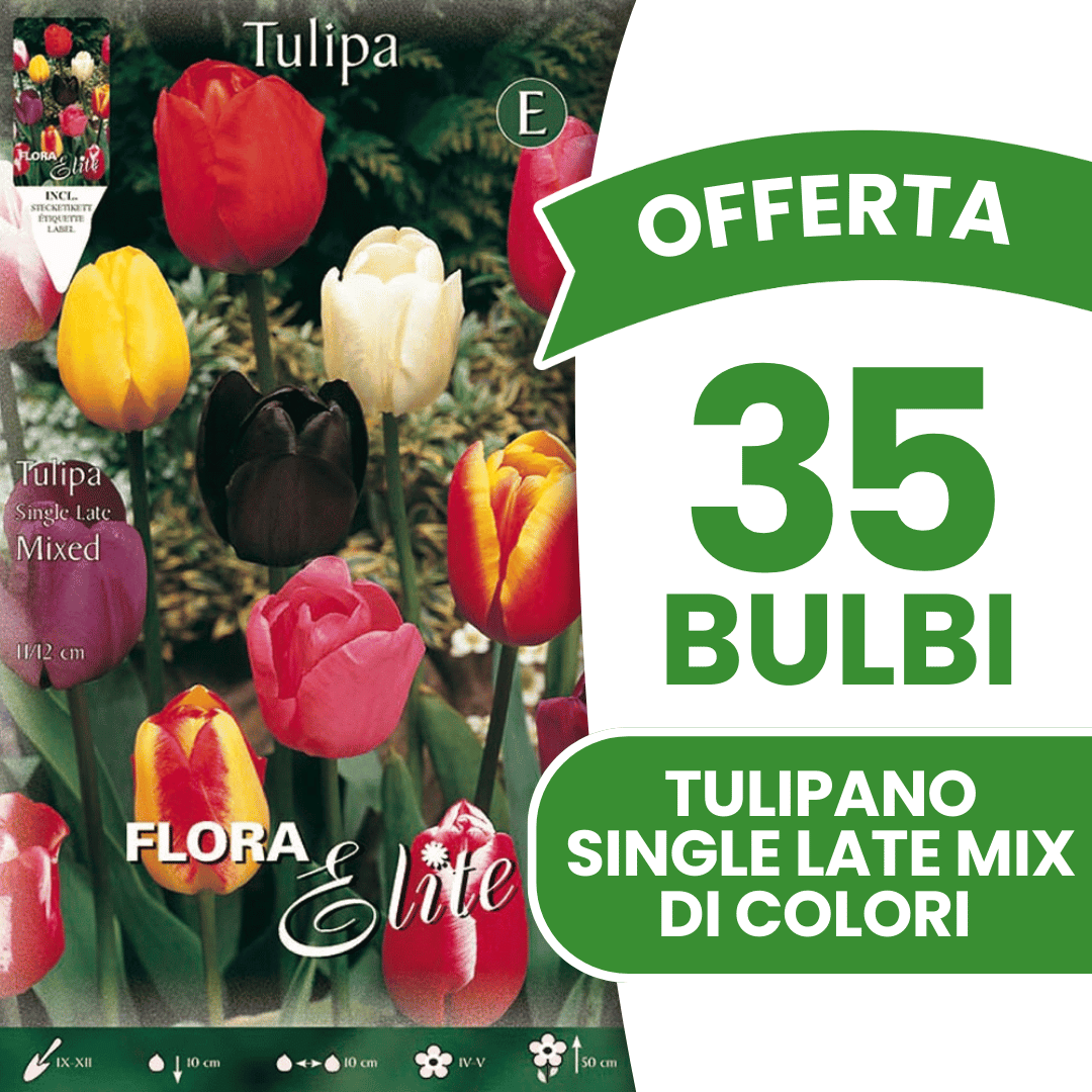OFFERTA 35 BULBI TULIPANO SINGLE LATE MIX DI COLORI
