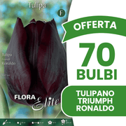 OFFERTA 70 BULBI TULIPANO TRIUMPH RONALDO