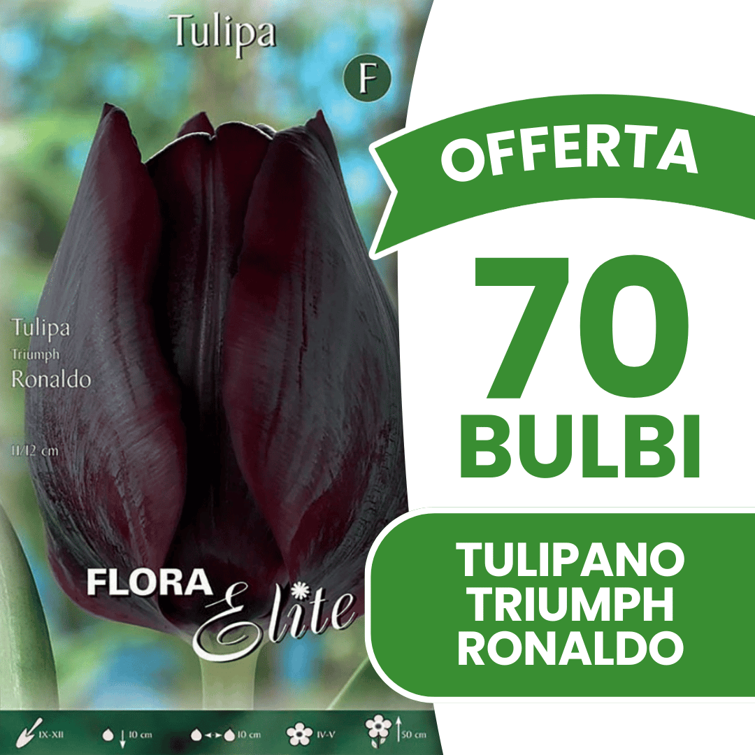OFFERTA 70 BULBI TULIPANO TRIUMPH RONALDO