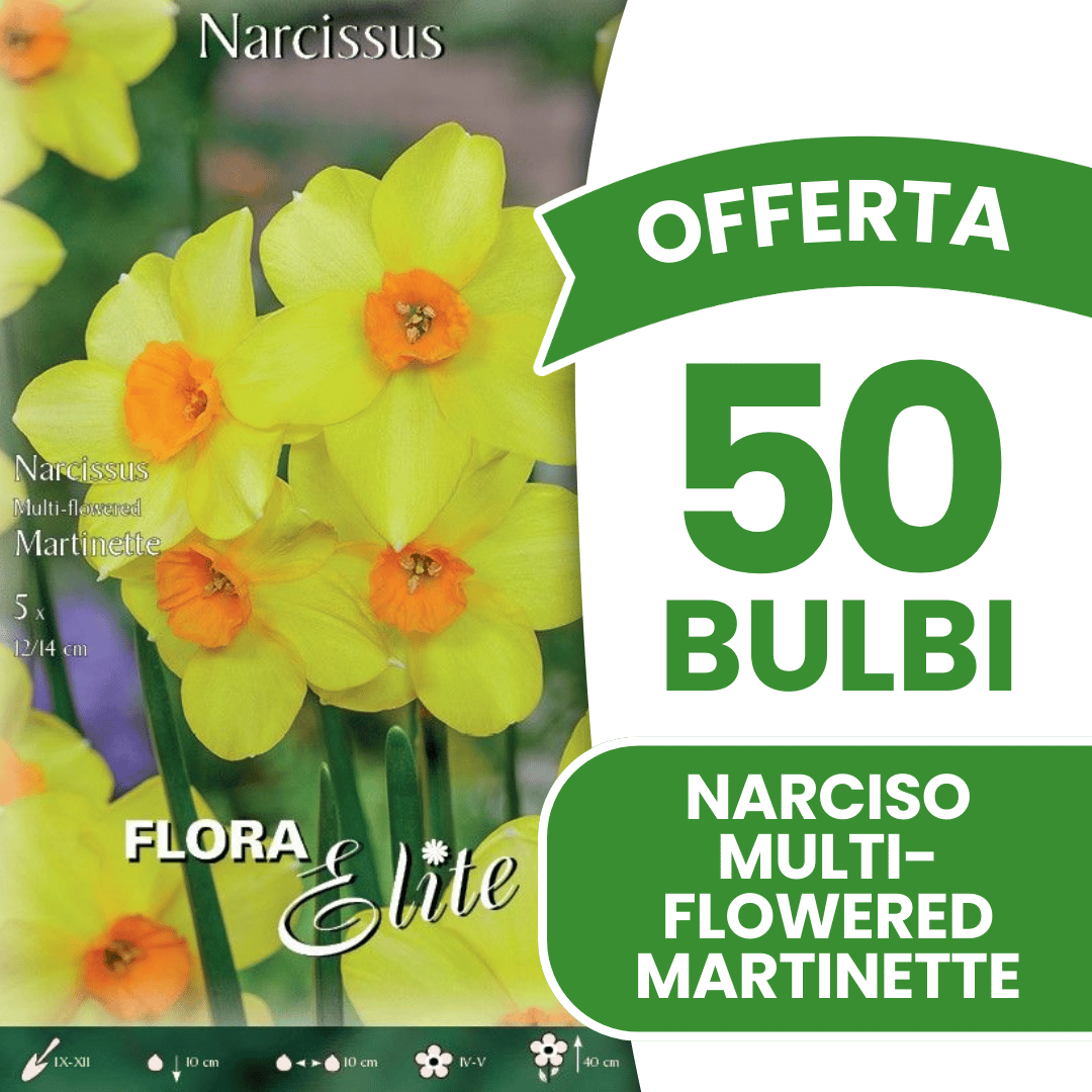 OFFERTA 50 BULBI NARCISO MULTI-FLOWERED MARTINETTE