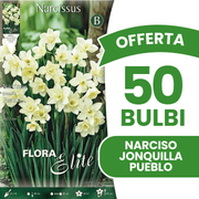 OFFERTA 50 BULBI NARCISO JONQUILLA PUEBLO FRAGRANT