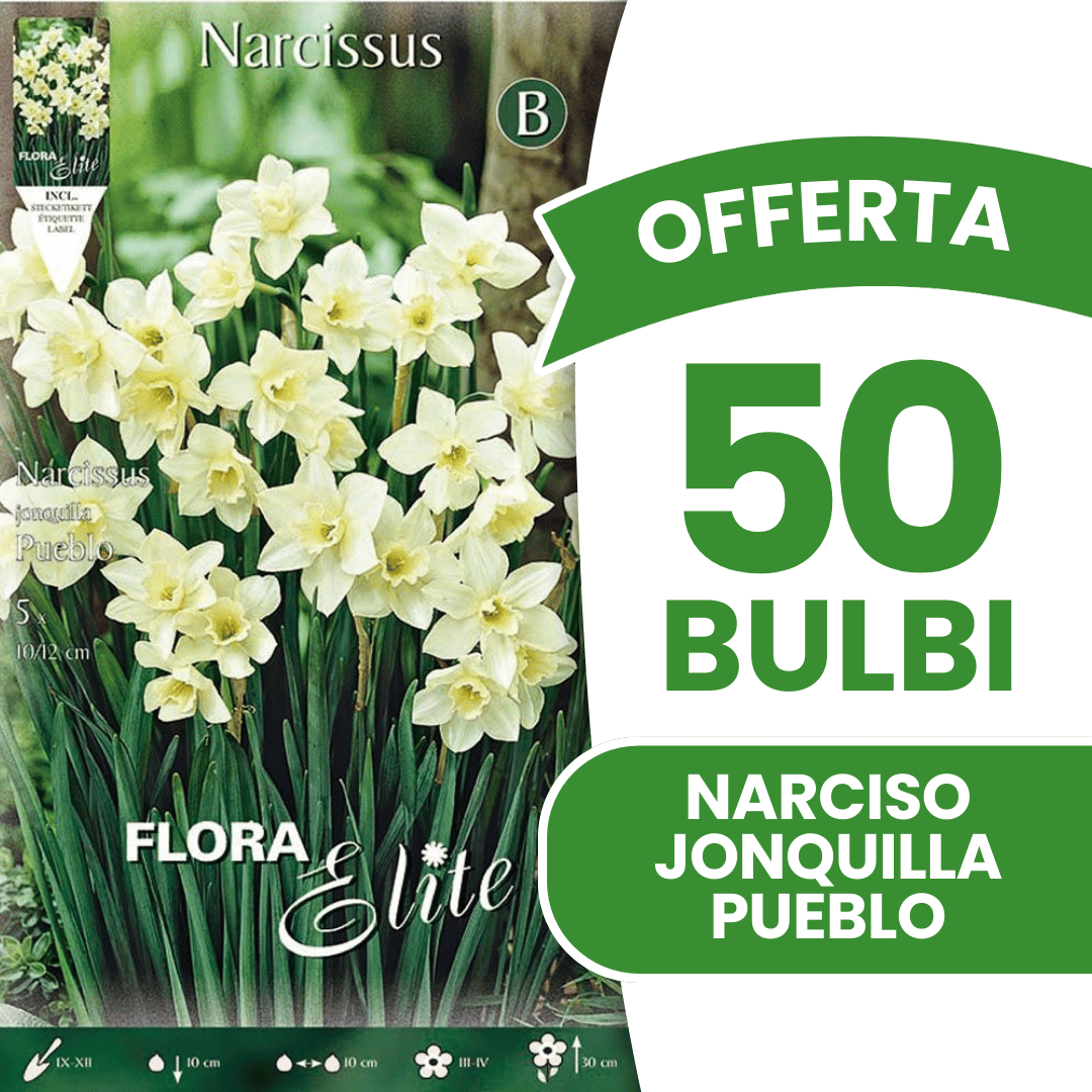 OFFERTA 50 BULBI NARCISO JONQUILLA PUEBLO FRAGRANT