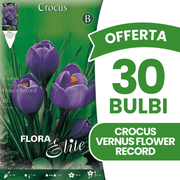 OFFERTA 30 BULBI CROCUS FLOWER RECORD