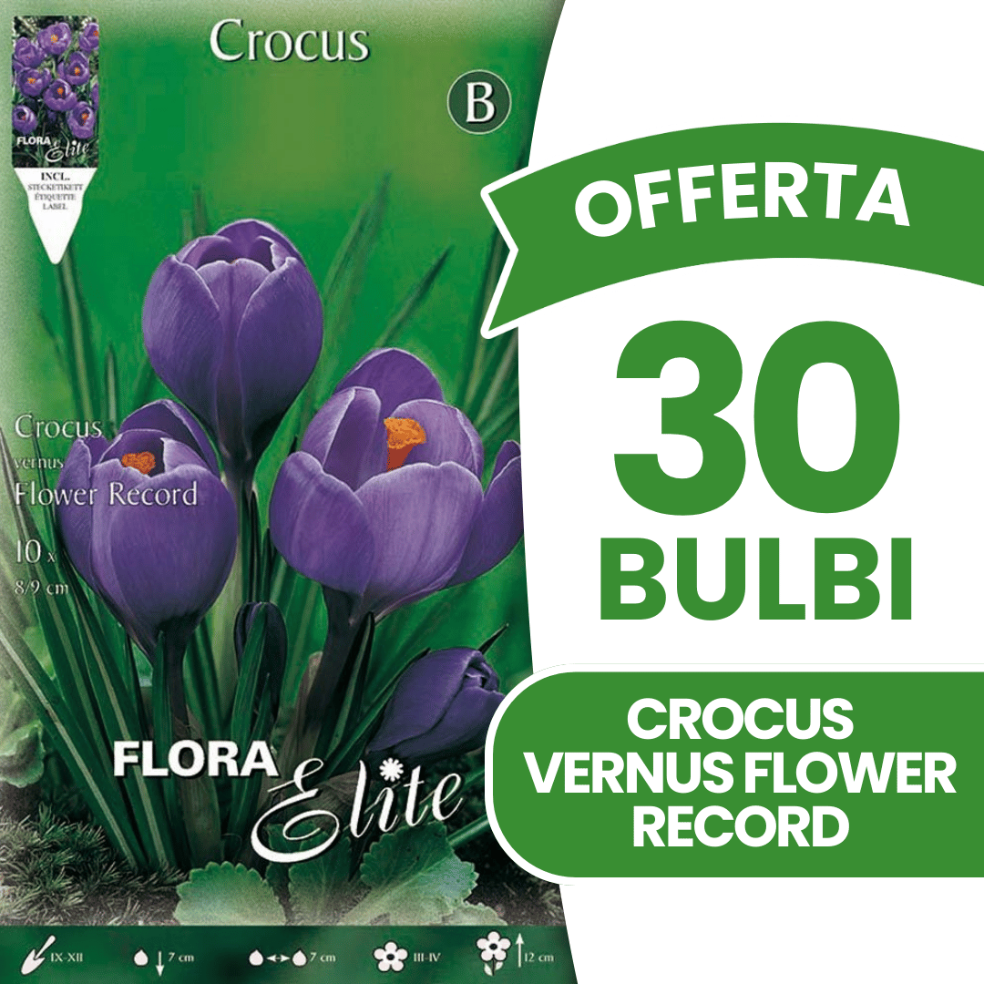OFFERTA 30 BULBI CROCUS FLOWER RECORD