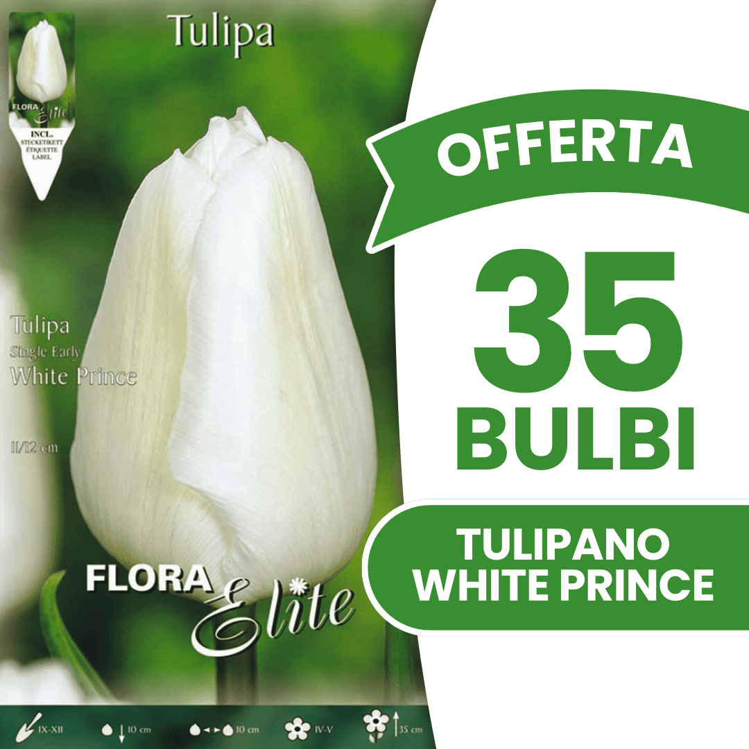 OFFERTA 35 BULBI TULIPANO WHITE PRINCE