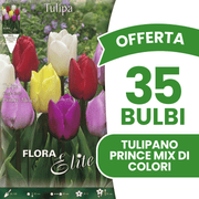 OFFERTA 35 BULBI TULIPANO PRINCE MIX DI COLORI