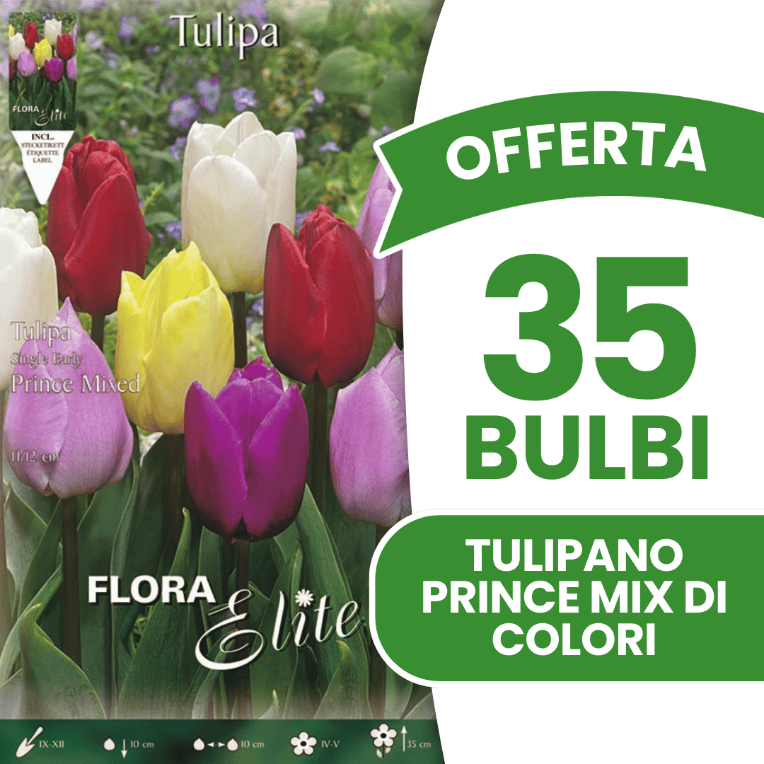 OFFERTA 35 BULBI TULIPANO PRINCE MIX DI COLORI