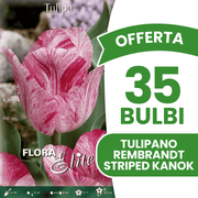 OFFERTA 35 BULBI TULIPANO REMBRANDT STRIPED KANOK