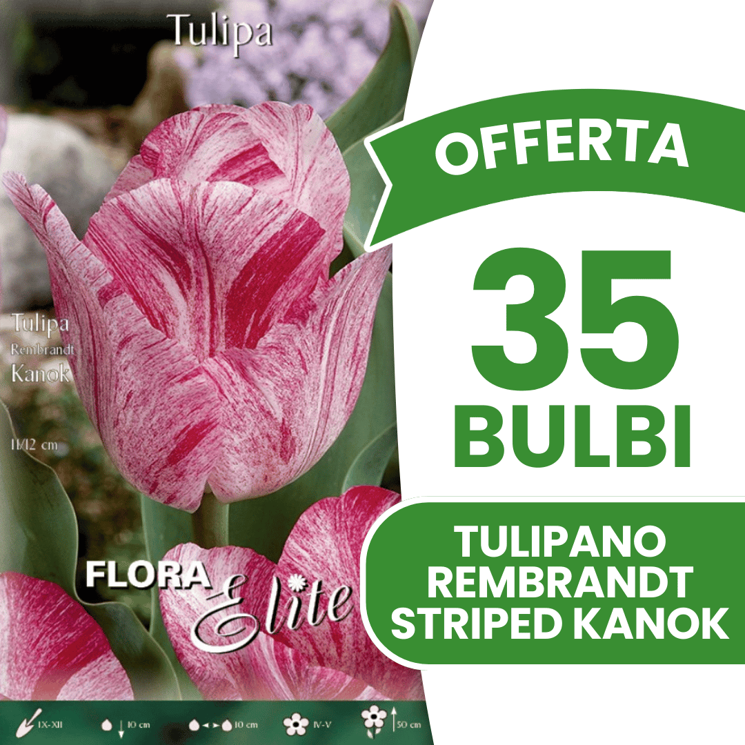 OFFERTA 35 BULBI TULIPANO REMBRANDT STRIPED KANOK