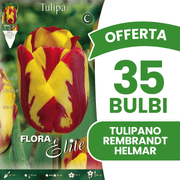 OFFERTA 35 BULBI TULIPANO REMBRANDT HELMAR