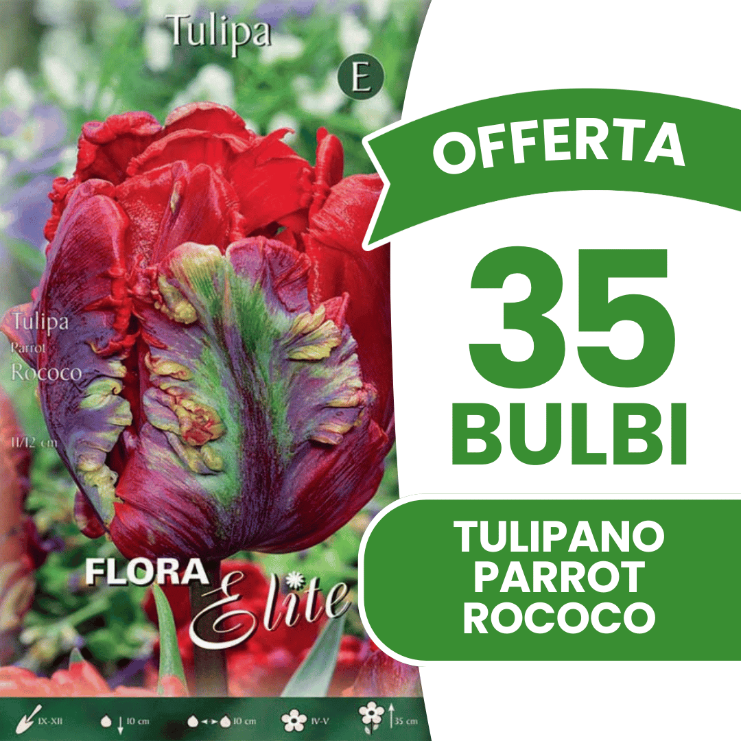 OFFERTA 35 BULBI TULIPANO PARROT ROCOCO