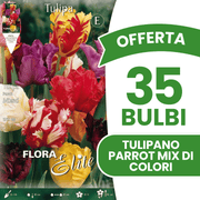 OFFERTA 35 BULBI TULIPANO PARROT MIX DI COLORI