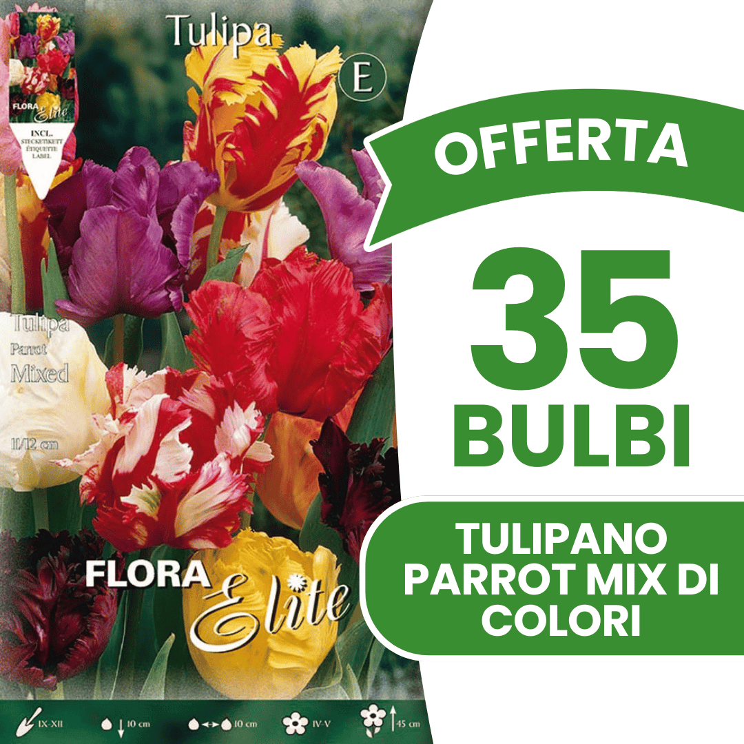 OFFERTA 35 BULBI TULIPANO PARROT MIX DI COLORI