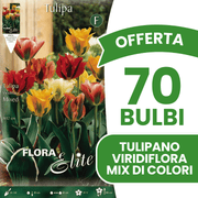 OFFERTA 70 BULBI TULIPANO VIRIDIFLORA MIX DI COLORI