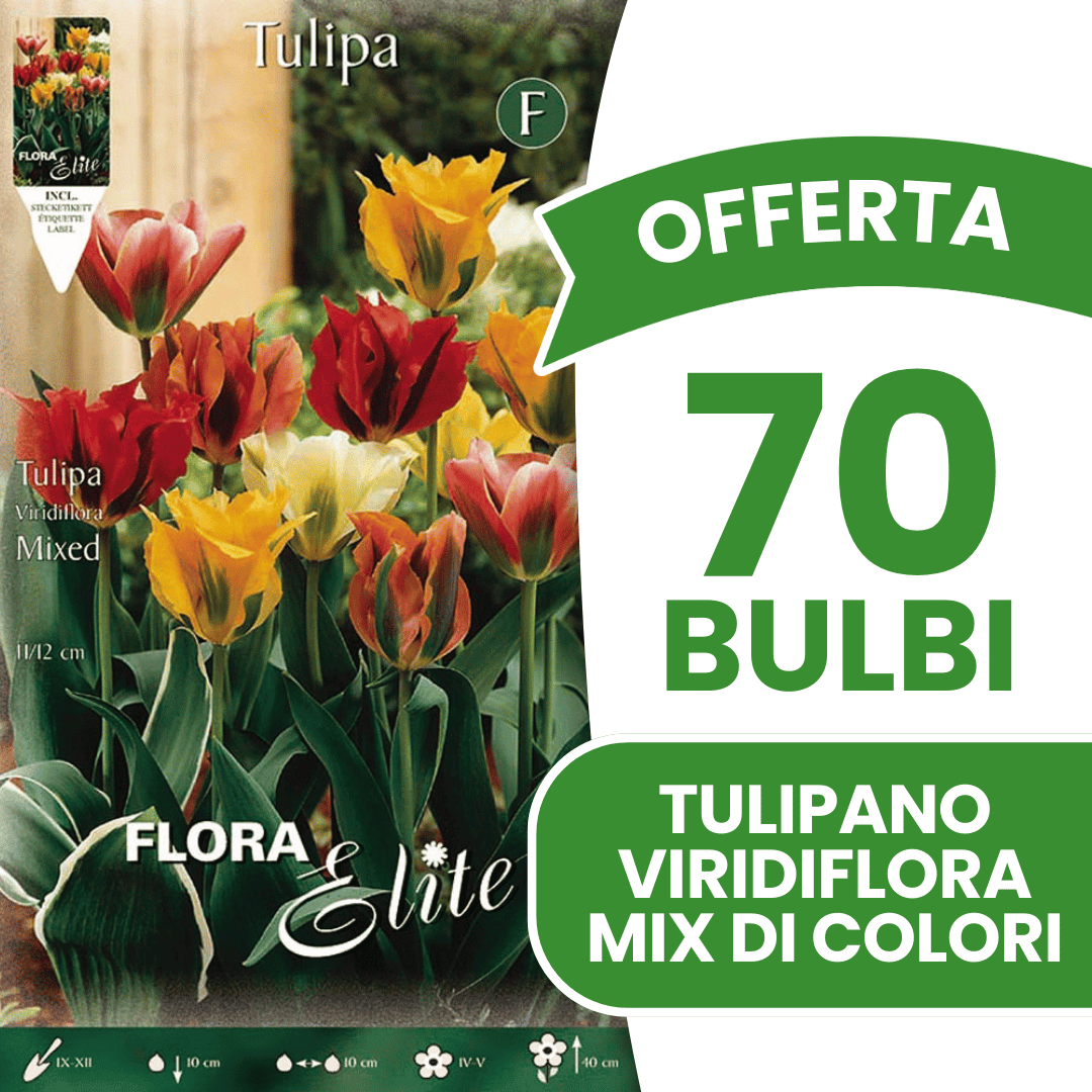 OFFERTA 70 BULBI TULIPANO VIRIDIFLORA MIX DI COLORI