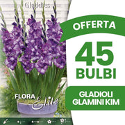 OFFERTA 45 BULBI GLADIOLI GLAMINI KIM