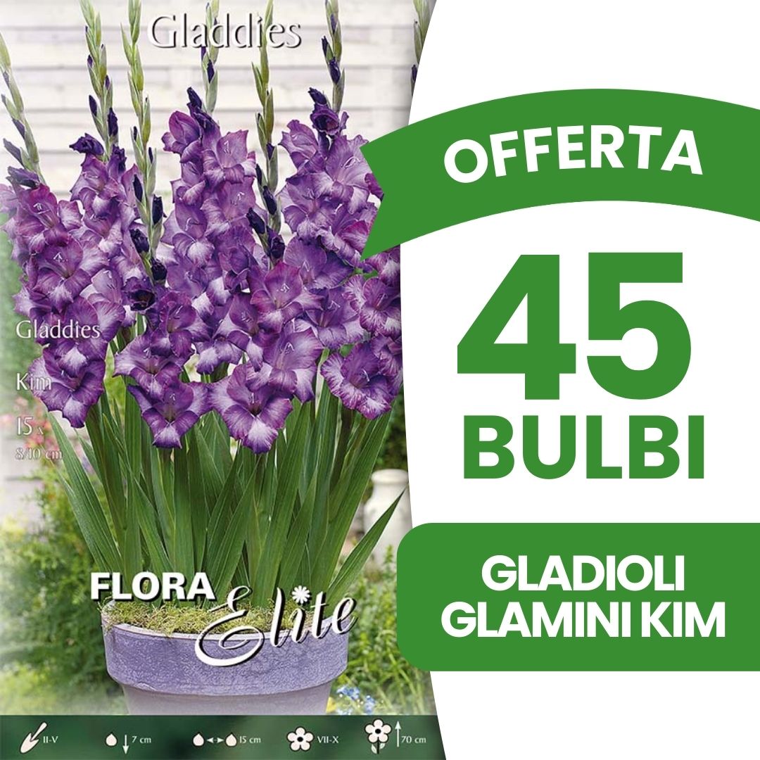 OFFERTA 45 BULBI GLADIOLI GLAMINI KIM
