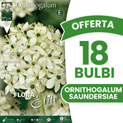 OFFERTA 18 BULBI ORNITHOGALUM SAUNDERSIAE
