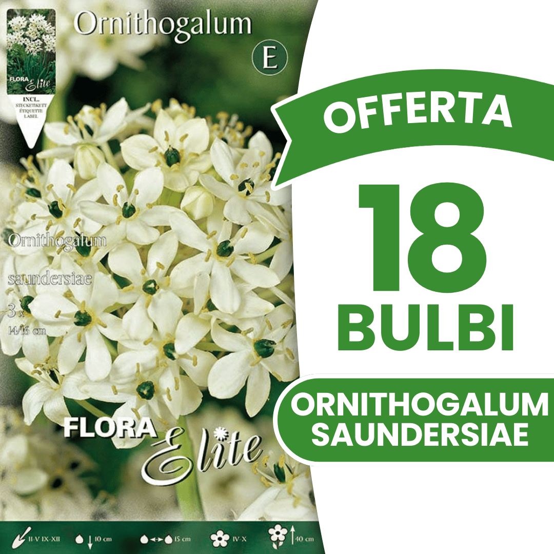 OFFERTA 18 BULBI ORNITHOGALUM SAUNDERSIAE