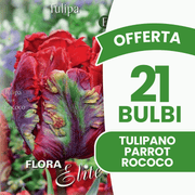 OFFERTA 21 BULBI DI TULIPANO PARROT ROCOCO