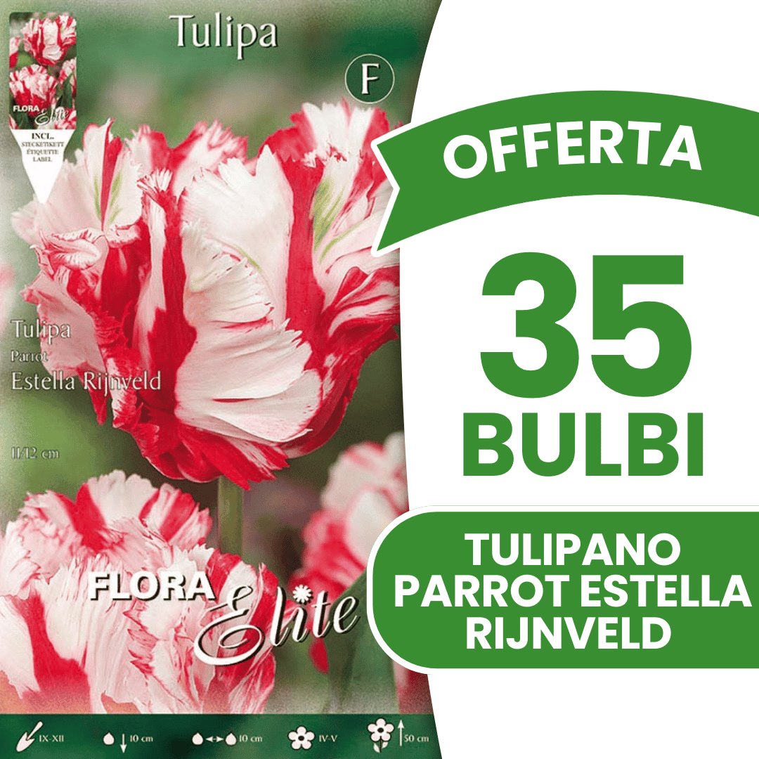 OFFERTA 35 BULBI TULIPANO PARROT ESTELLA RIJNVELD
