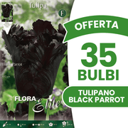OFFERTA 35 BULBI DI TULIPANO BLACK PARROT