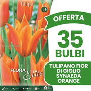 OFFERTA 35 BULBI TULIPANO FIOR DI GIGLIO SYNAEDA ORANGE