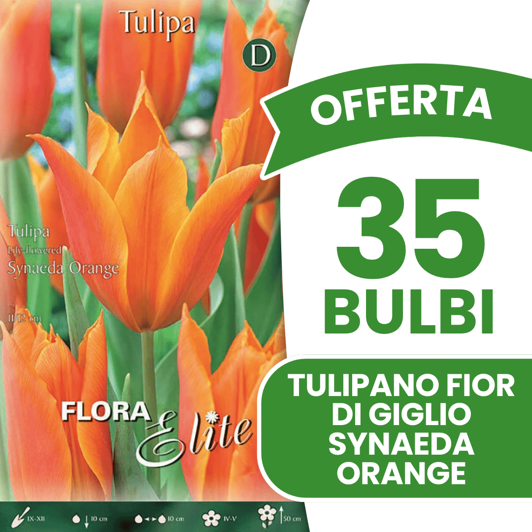 OFFERTA 35 BULBI TULIPANO FIOR DI GIGLIO SYNAEDA ORANGE