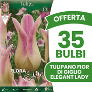 OFFERTA 35 BULBI TULIPANO FIOR DI GIGLIO ELEGANT LADY