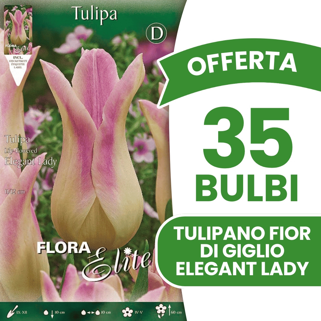 OFFERTA 35 BULBI TULIPANO FIOR DI GIGLIO ELEGANT LADY