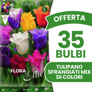 OFFERTA 35 BULBI TULIPANO SFRANGIATI MIX DI COLORI