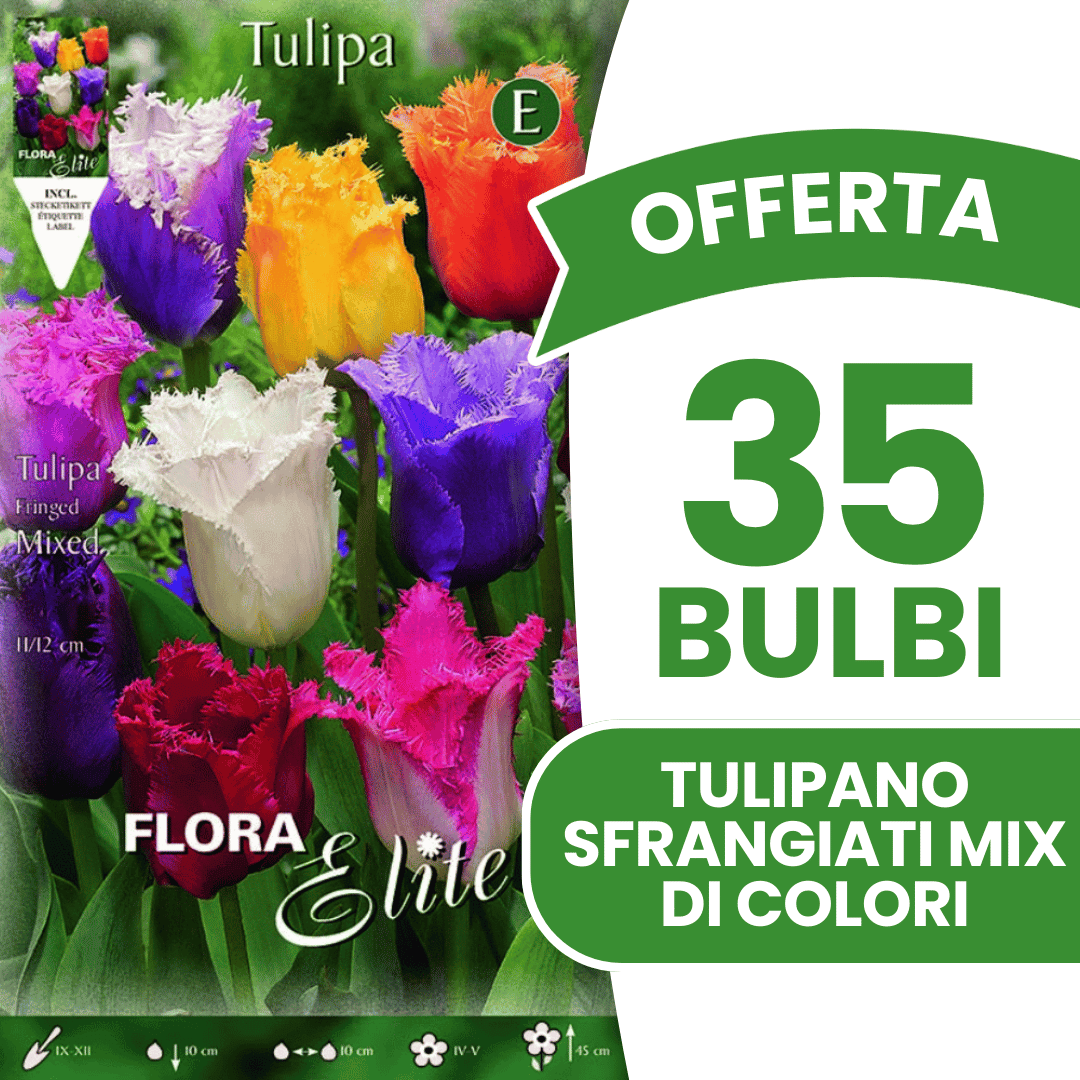 OFFERTA 35 BULBI TULIPANO SFRANGIATI MIX DI COLORI