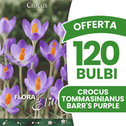 OFFERTA 120 BULBI CROCUS TOMMASINIANUS BARR'S PURPLE