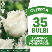 OFFERTA 35 BULBI TULIPANO SFRANGIATI HONEYMOON