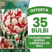 OFFERTA 35 BULBI TULIPANO FIORE DOPPIO CARNAVAL DE NICE