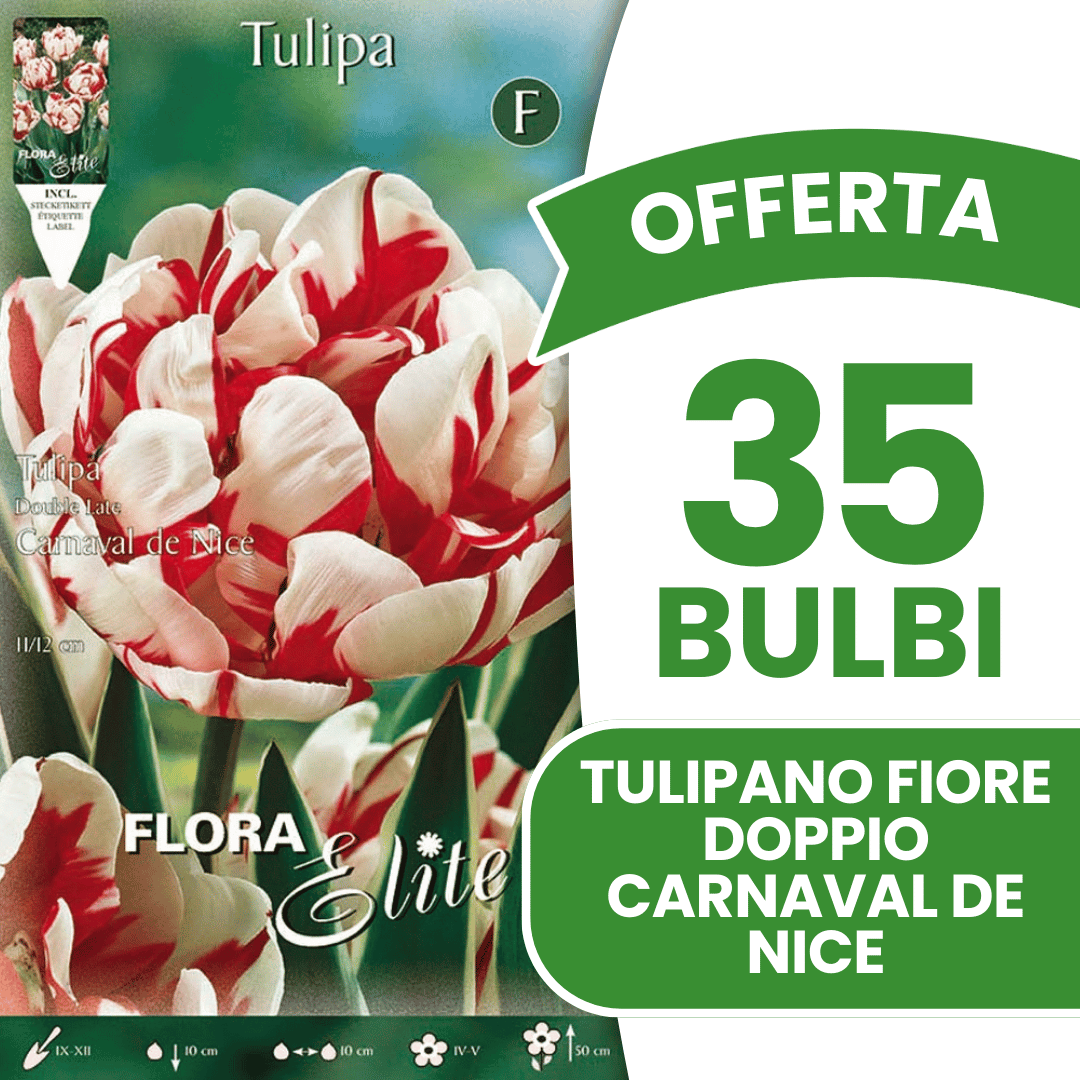 OFFERTA 35 BULBI TULIPANO FIORE DOPPIO CARNAVAL DE NICE