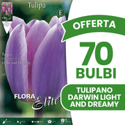 OFFERTA 70 BULBI TULIPANO DARWIN LIGHT AND DREAMY
