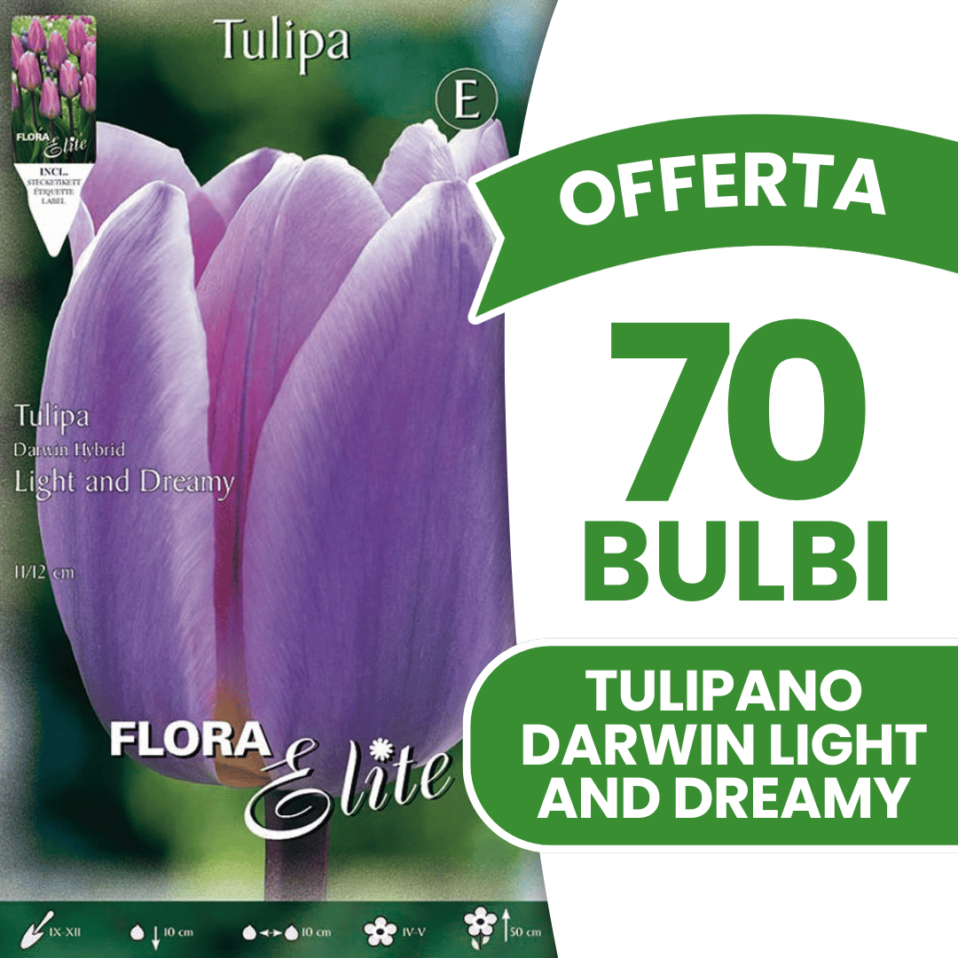 OFFERTA 70 BULBI TULIPANO DARWIN LIGHT AND DREAMY
