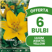 OFFERTA 6 BULBI LILIUM ASIATIC GIALLO