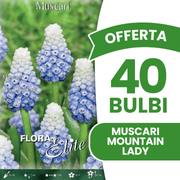 OFFERTA 40 BULBI MUSCARI MOUNTAIN LADY