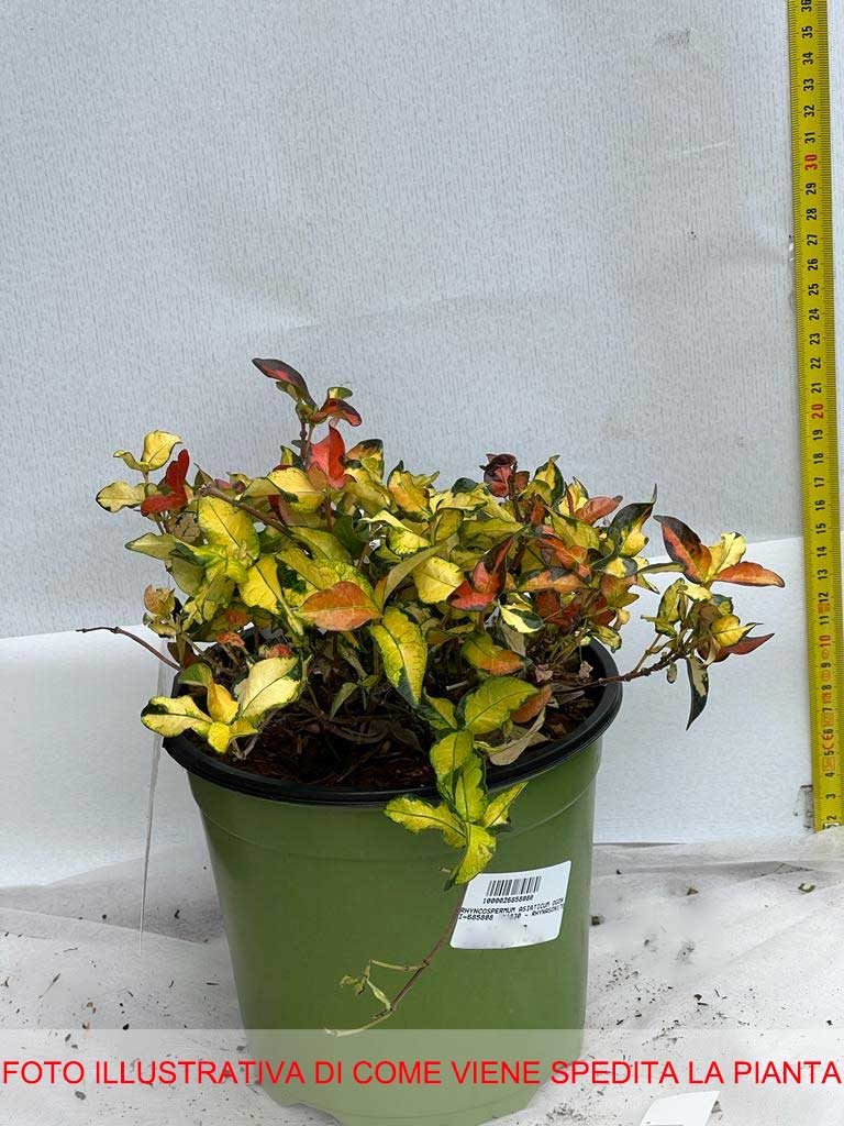 TRACHELOSPERMUM ASIATICUM OGON NISHIKI IN VASO 17CM