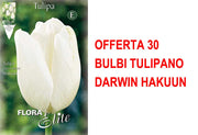 OFFERTA 30 BULBI TULIPANO DARWIN HAKUUN