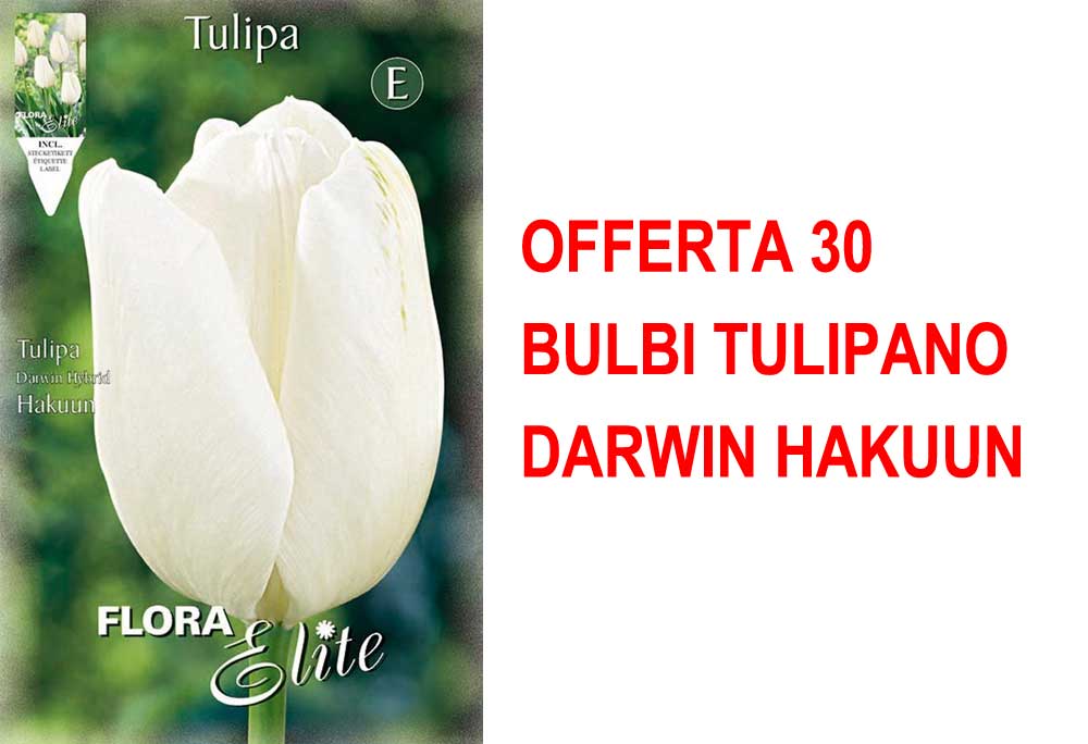 OFFERTA 30 BULBI TULIPANO DARWIN HAKUUN