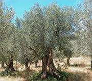 OLIVO OLEA EUROPAEA VASO 14CM