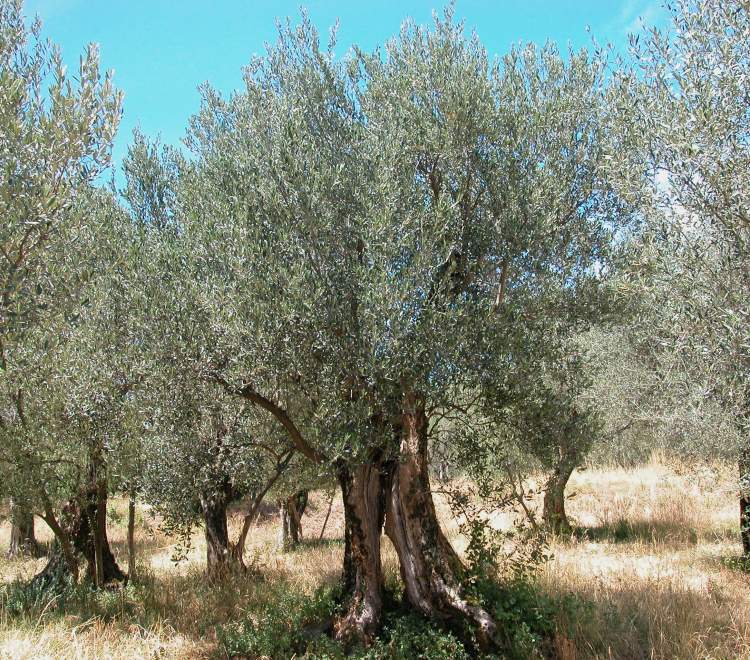 OLIVO OLEA EUROPAEA VASO 15CM